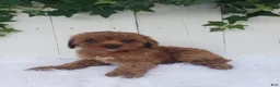 Cavapoo dogs for sale: Rose  - Ad 4
