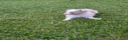 Miniature Australian Shepherd dogs for sale: Miniature Australian Shepherd 5 - Ad 4