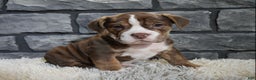 Mixed Breed dogs for sale: Riley  - Ad 5
