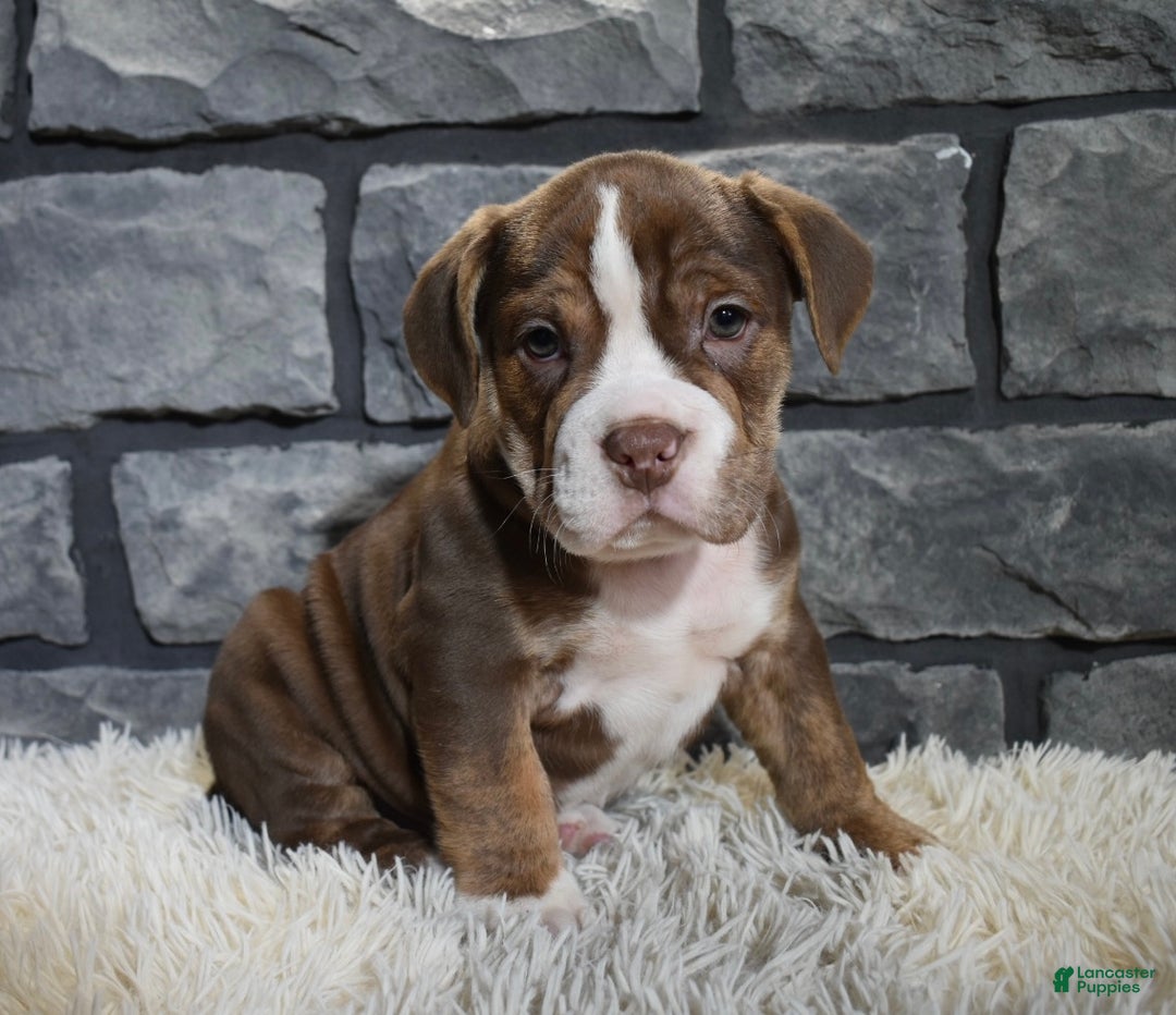 Mixed Breed dogs for sale: Riley  - Ad 5