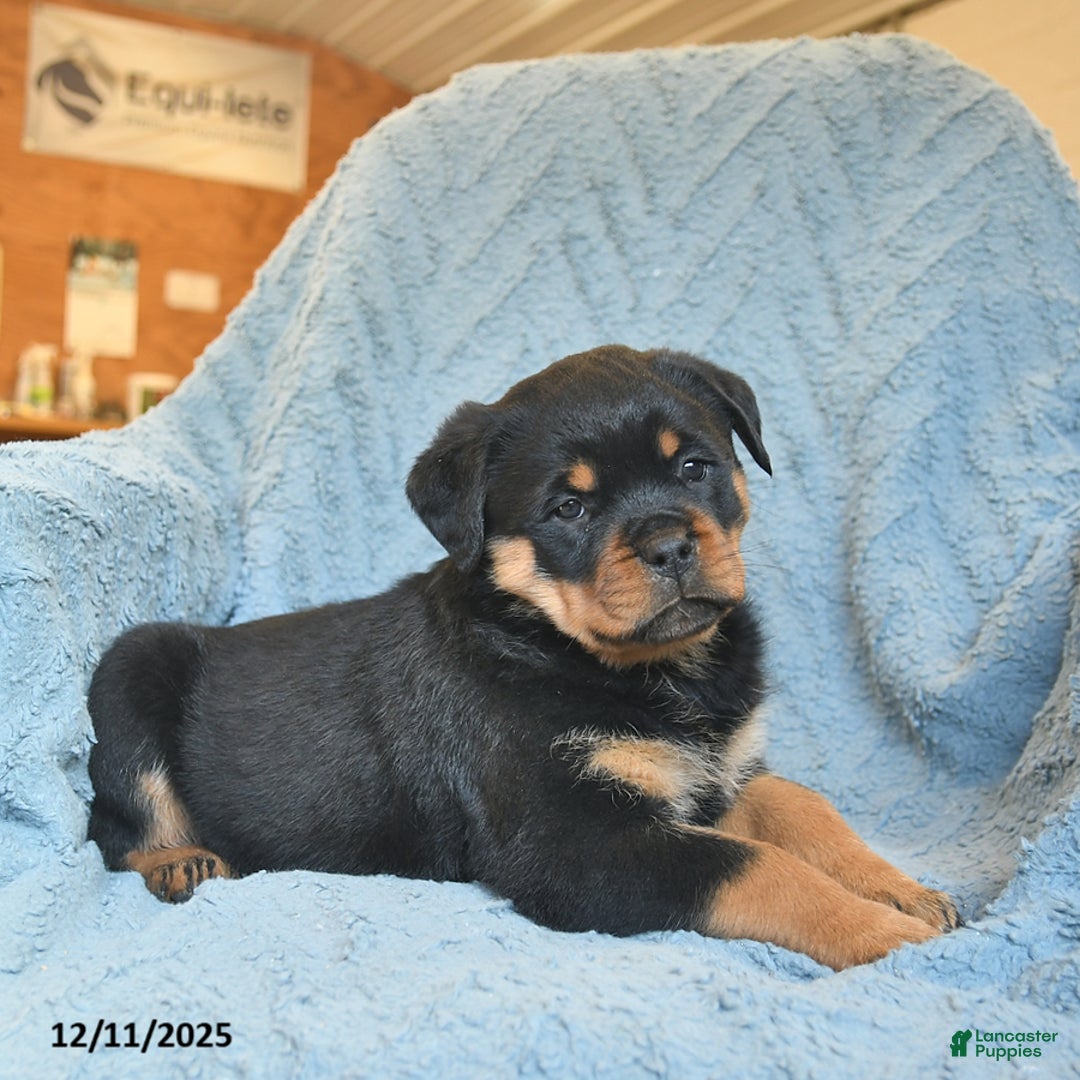 Rottweiler dogs for sale: River  - Ad 3