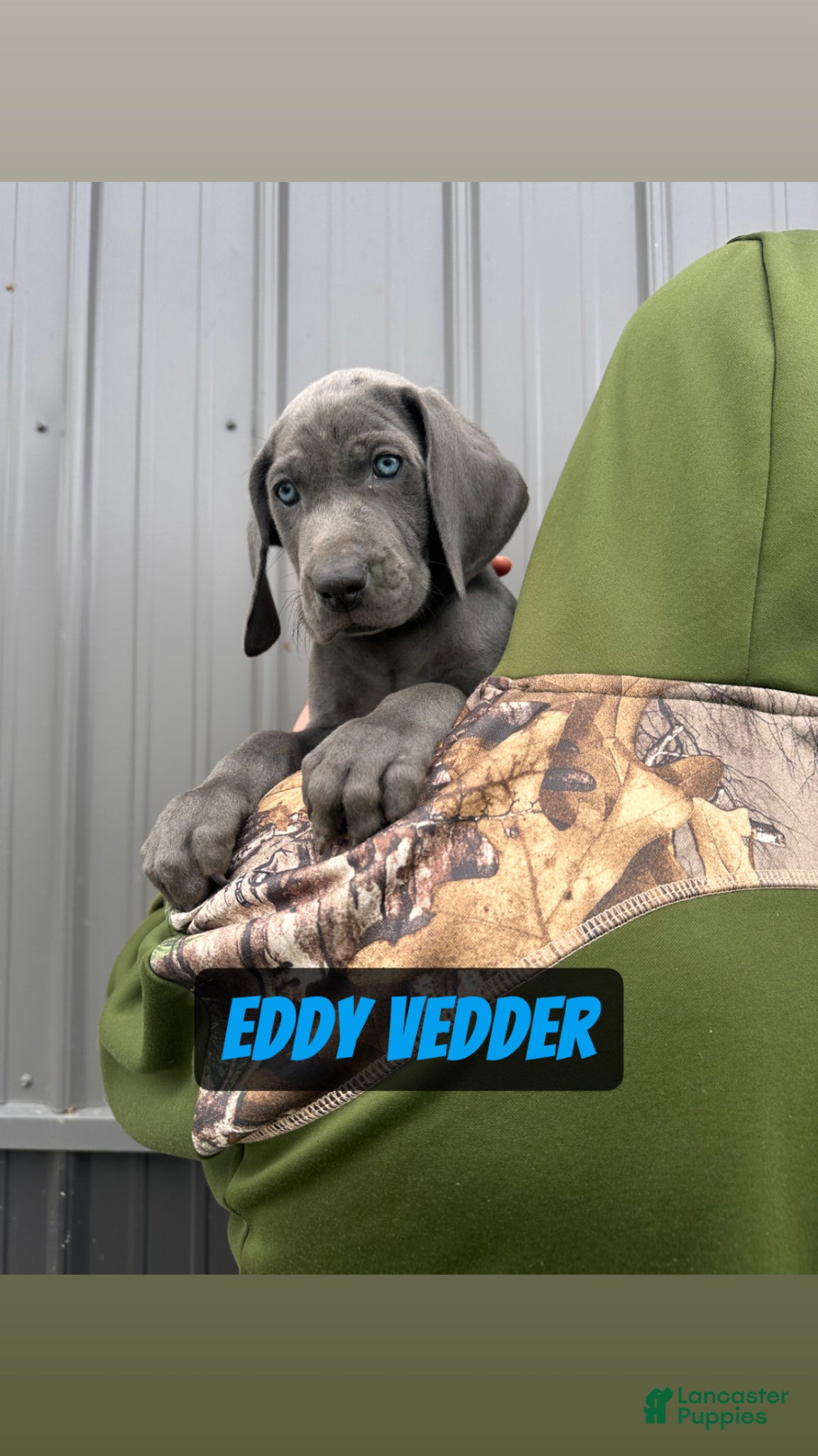 Weimaraner dogs Eddie Vedder - Ad 1
