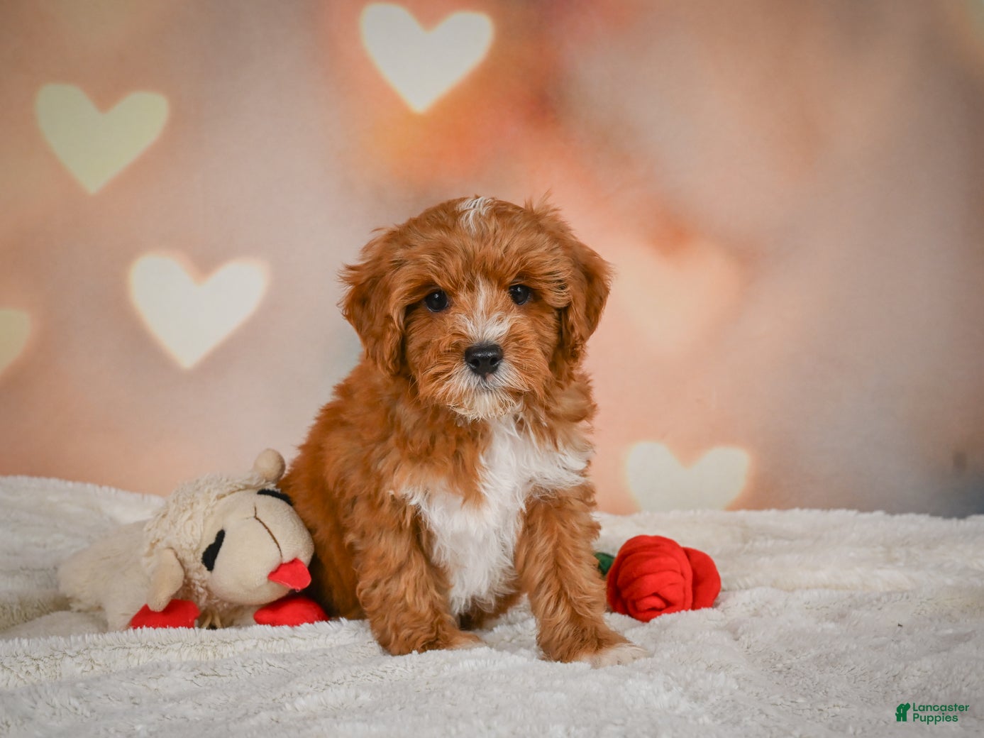 Cavapoo dogs Claire - Ad 1