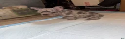 French Bulldog dogs for sale: French Bulldog 3 - Ad 4