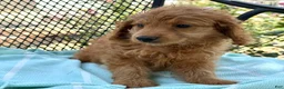 Mini Goldendoodle dogs for sale: Goldie - Ad 3