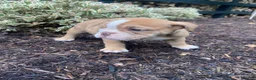 English Bulldog dogs for sale: Pearl - Ad 4