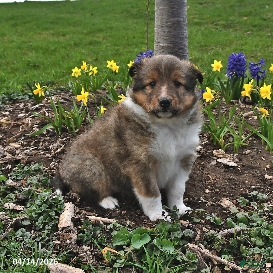 Shetland Sheepdog dogs Marla - Ad 1
