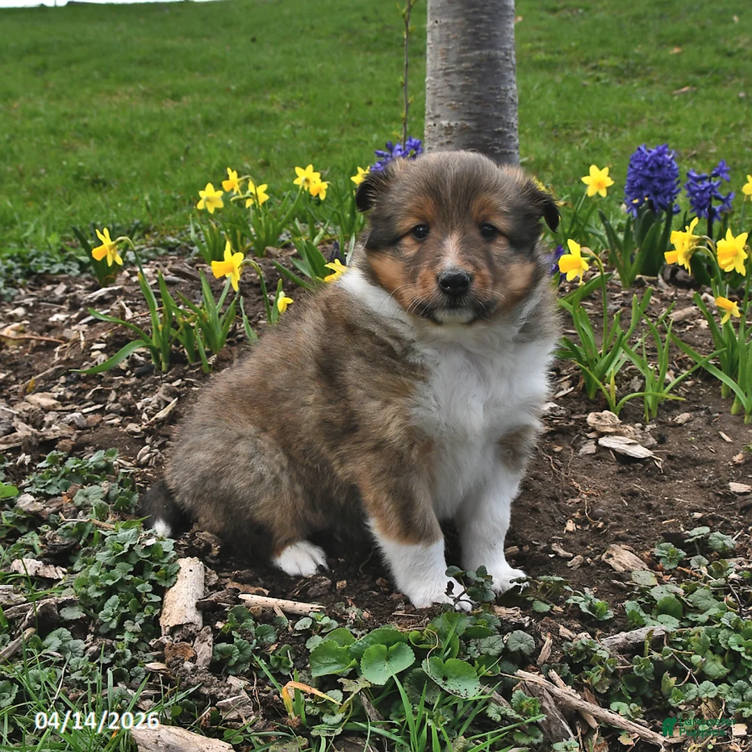 Shetland Sheepdog dogs for sale: Marla - Ad 1
