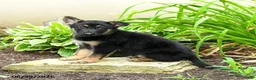 German Shepherd dogs for sale: Katharina - Ad 6