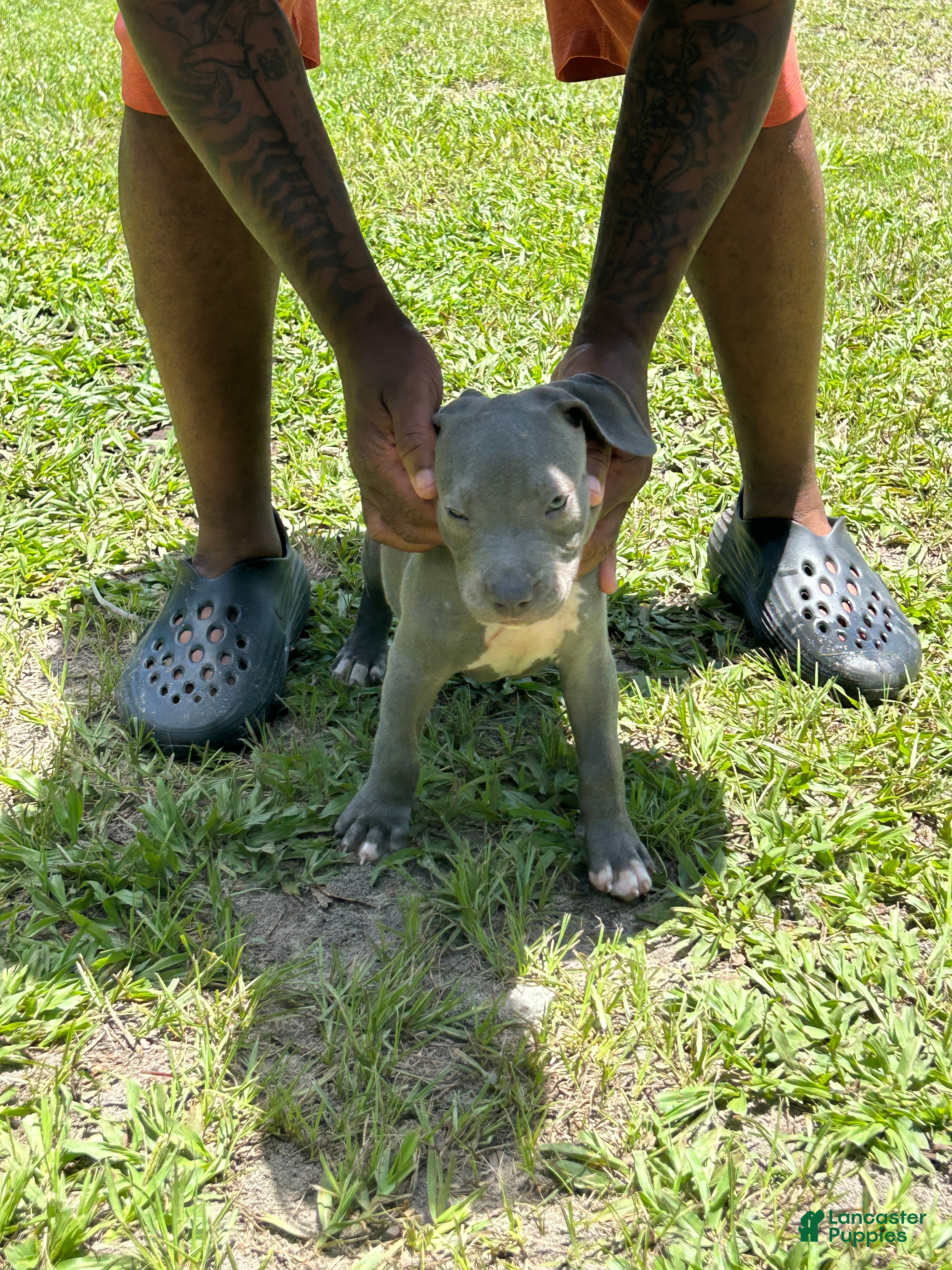 American Pit Bull Terrier dogs American Pit Bull Terrier 2 - Ad 12