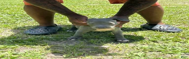 American Pit Bull Terrier 2