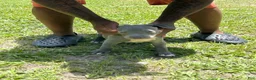 American Pit Bull Terrier dogs for sale: American Pit Bull Terrier 2 - Ad 1