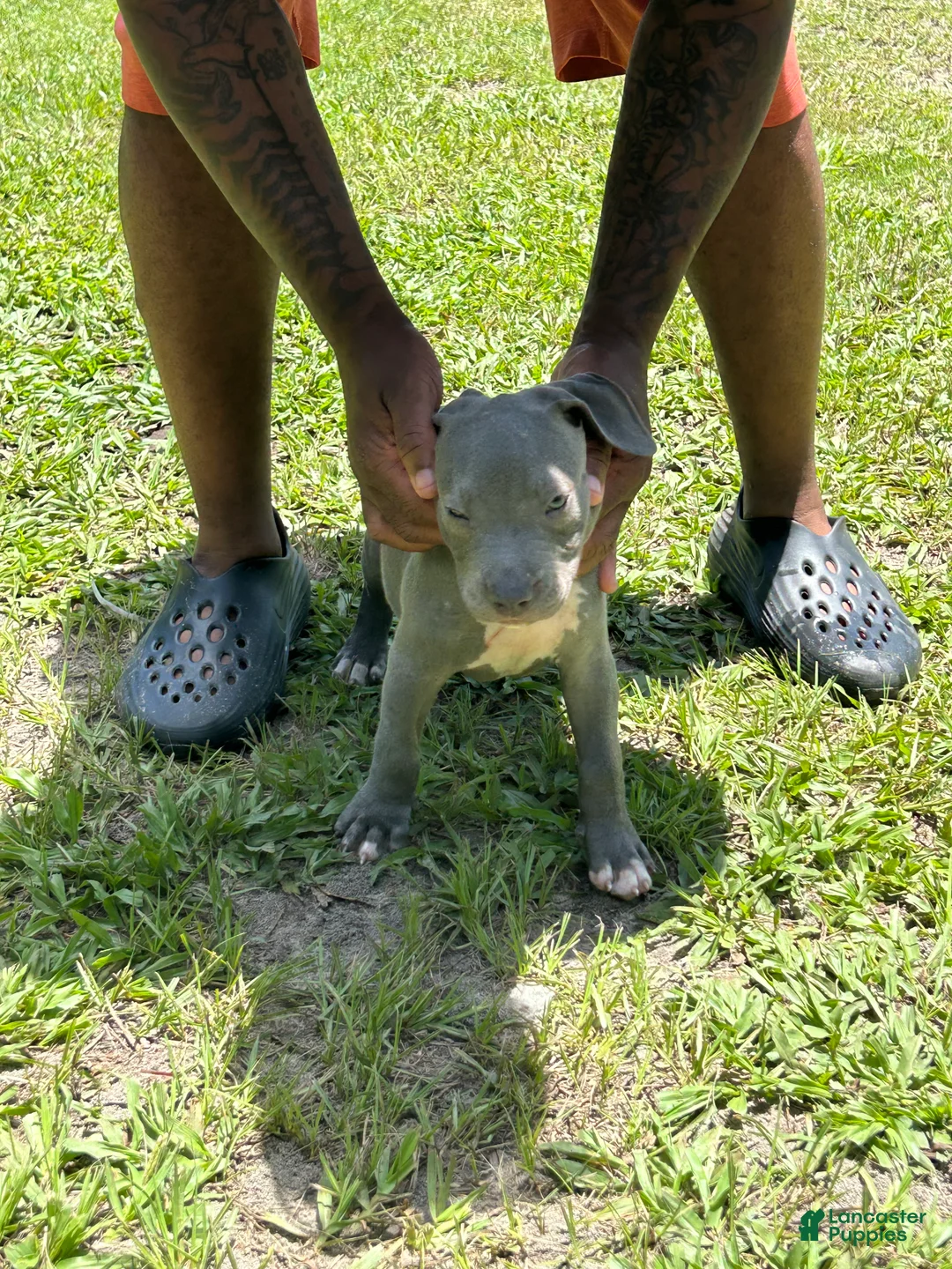 American Pit Bull Terrier dogs for sale: American Pit Bull Terrier 2 - Ad 1