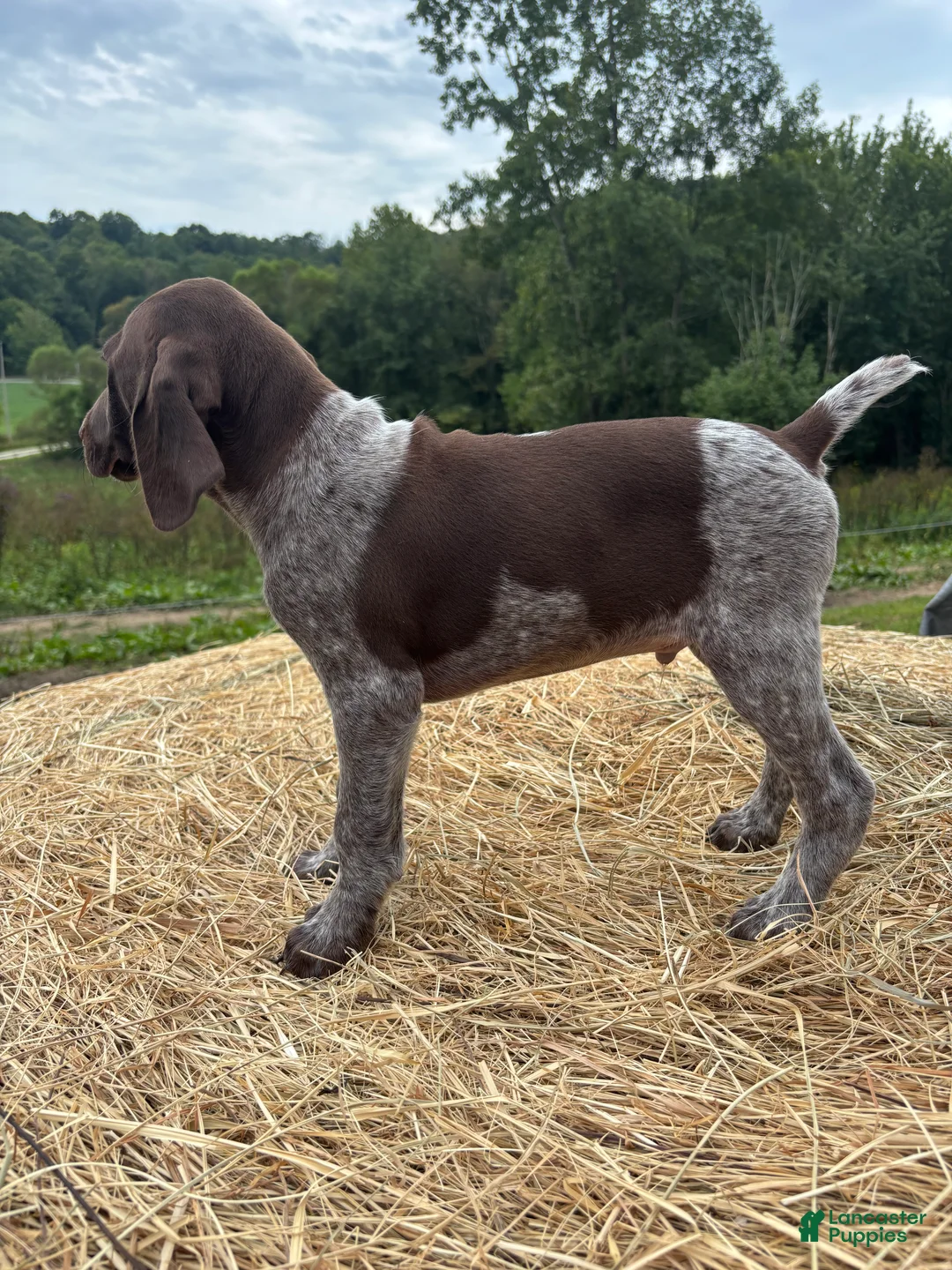 German Shorthaired Pointer dogs for sale: German Shorthaired Pointer 1 - Ad 8