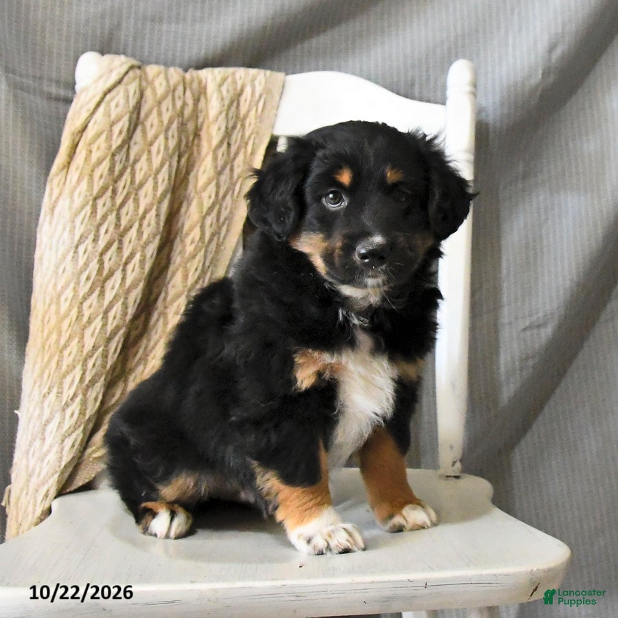Miniature Australian Shepherd dogs for sale: Lad  - Ad 2