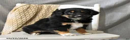 Miniature Australian Shepherd dogs for sale: Lad  - Ad 2