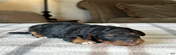 Mixed Breed dogs for sale: Black & Tan Micro Bernedoodle - Ad 6
