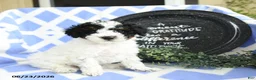 Toy Poodle dogs for sale: Cadbury - Ad 3
