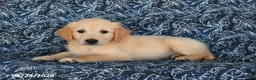 Golden Retriever dogs for sale: Vince - Ad 5
