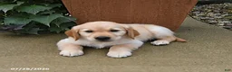 Golden Retriever dogs for sale: Rebel - Ad 4