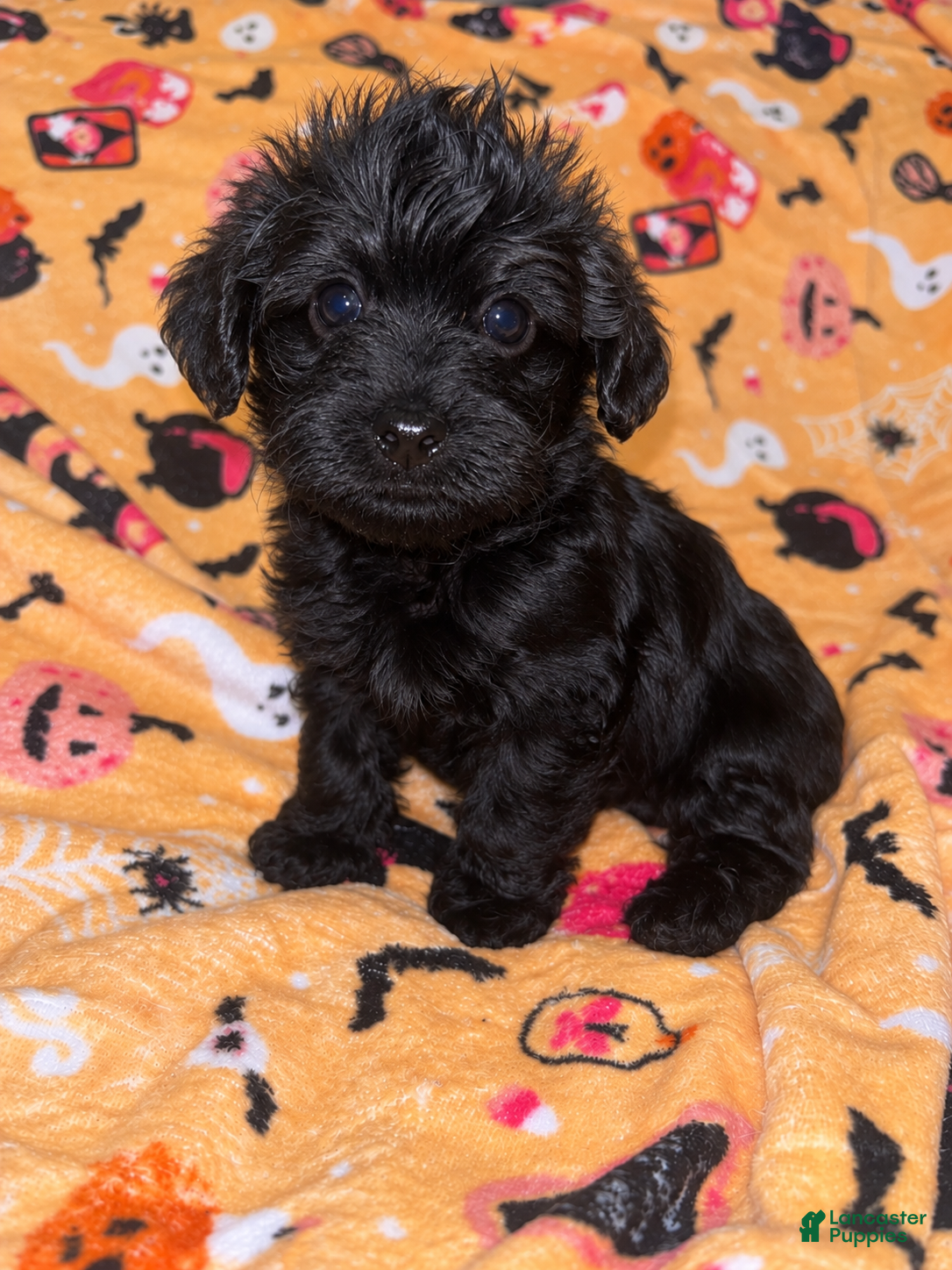 Yorkiepoo dogs for sale: Froggy - Ad 15