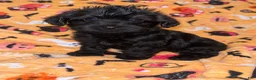 Yorkiepoo dogs for sale: Froggy - Ad 1