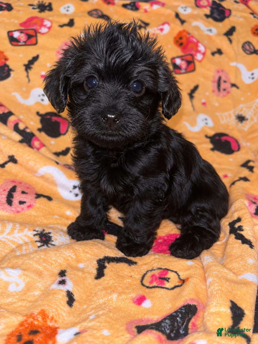 Yorkiepoo dogs for sale: Froggy - Ad 1