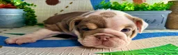 English Bulldog dogs for sale: Diamond - Ad 5