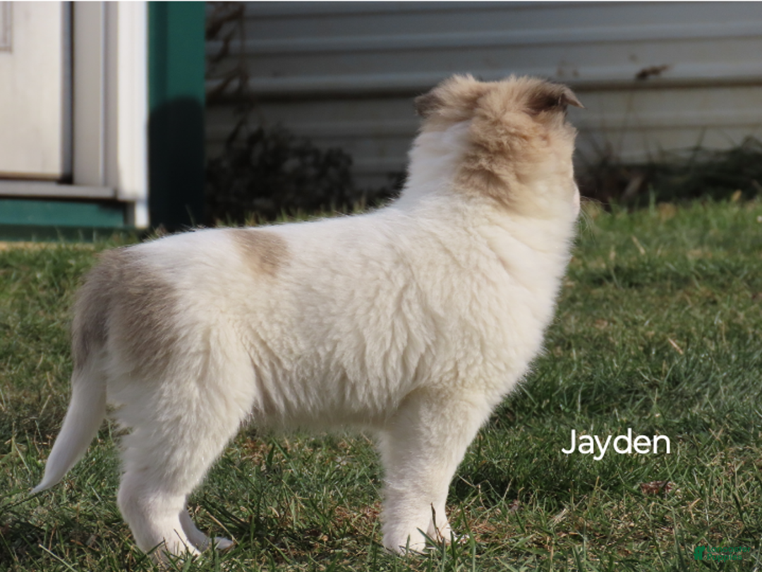 American Eskimo dogs for sale: Jayden  - Ad 2