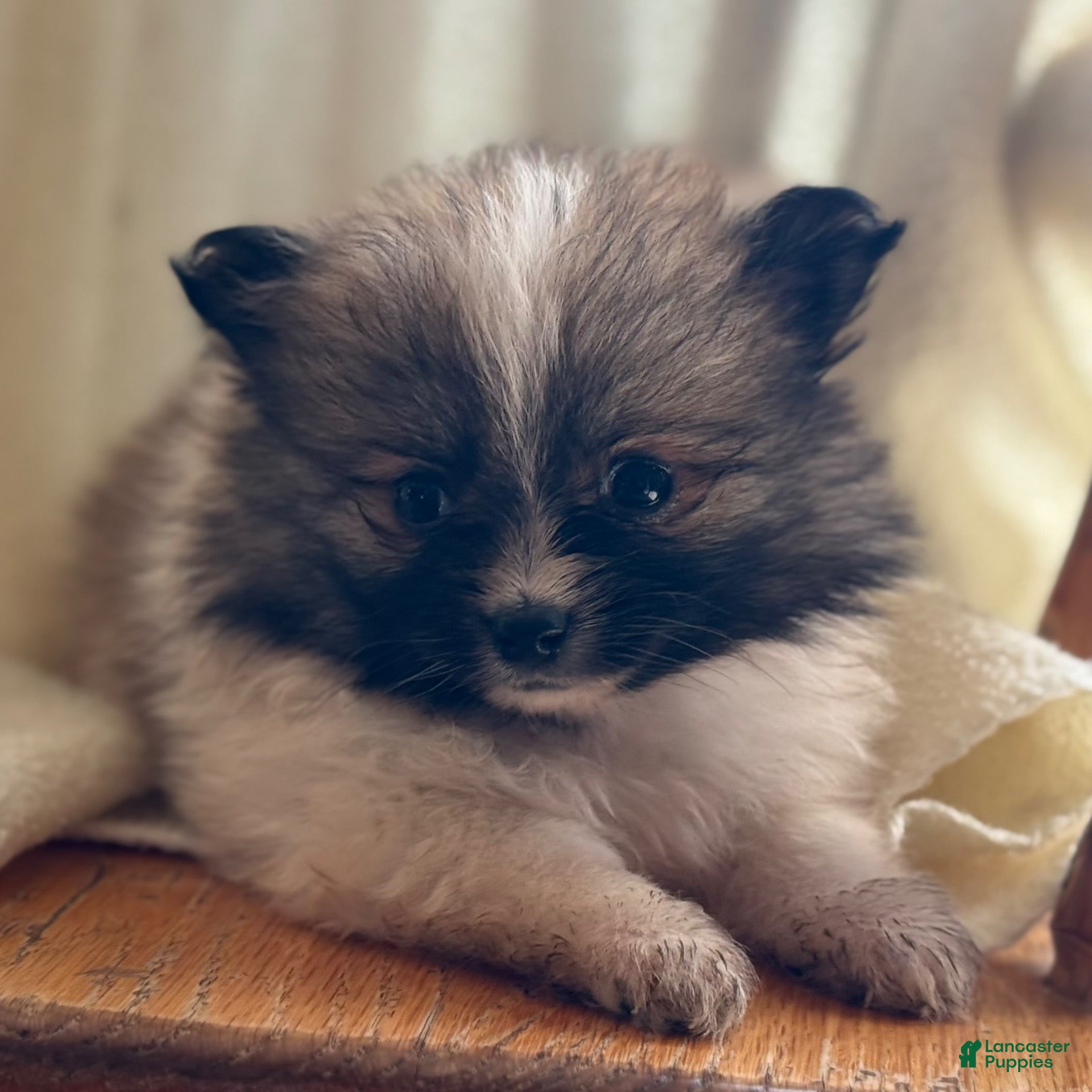 Pomeranian dogs Kalissa - Ad 2