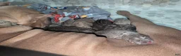 Cane Corso dogs for sale: Cane Corso 10 - Ad 3