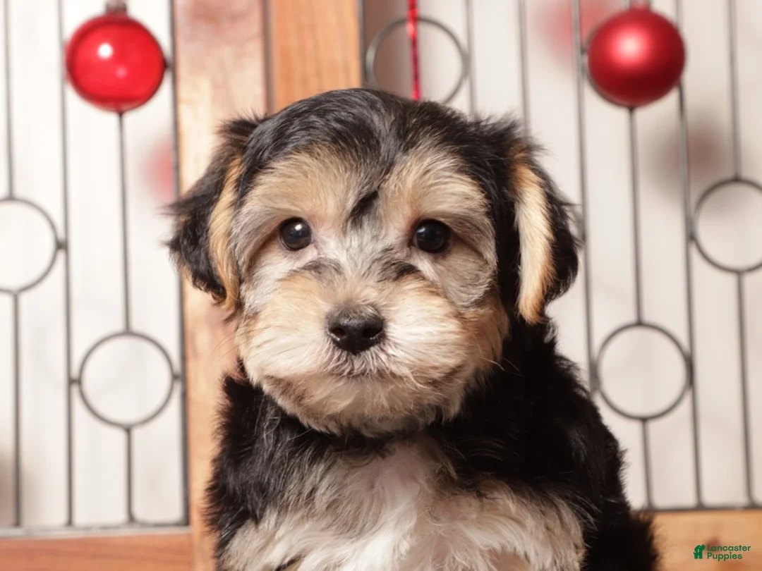 Yochon dogs for sale: Yogi - Ad 2