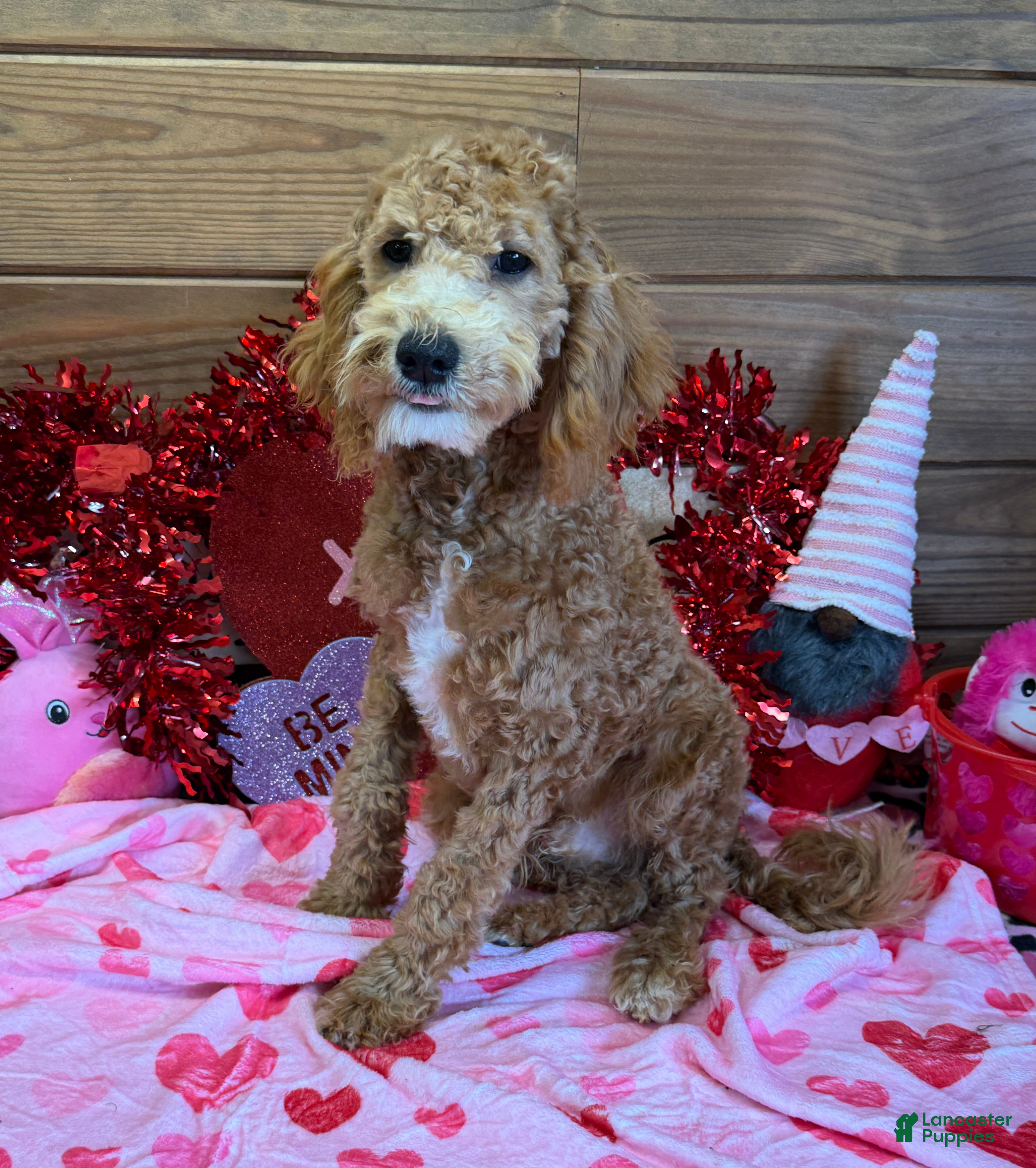 Mini Goldendoodle dogs Tator - Ad 5