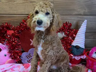 Mini Goldendoodle dogs Tator - Ad 5