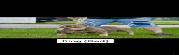 American Bully dogs for sale:  1 - Ad 9