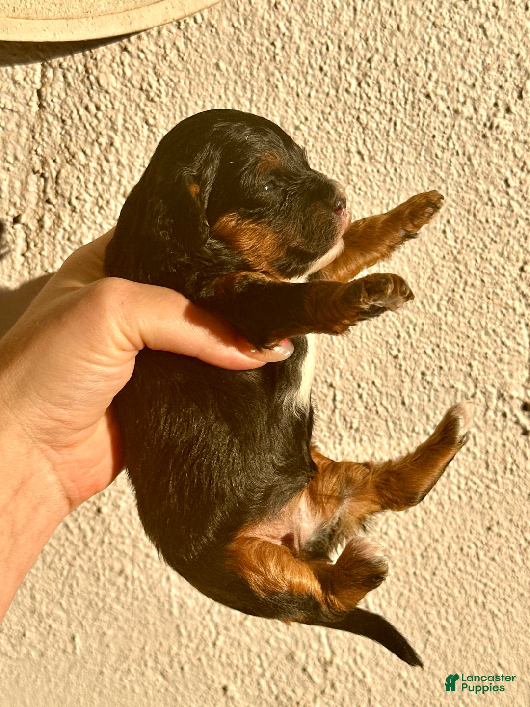 Miniature Poodle dogs for sale: Miniature Poodle Puppy 1 - Ad 6