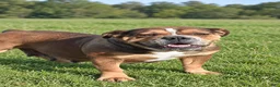 Olde English Bulldogge dogs for sale: Smiley - Ad 1