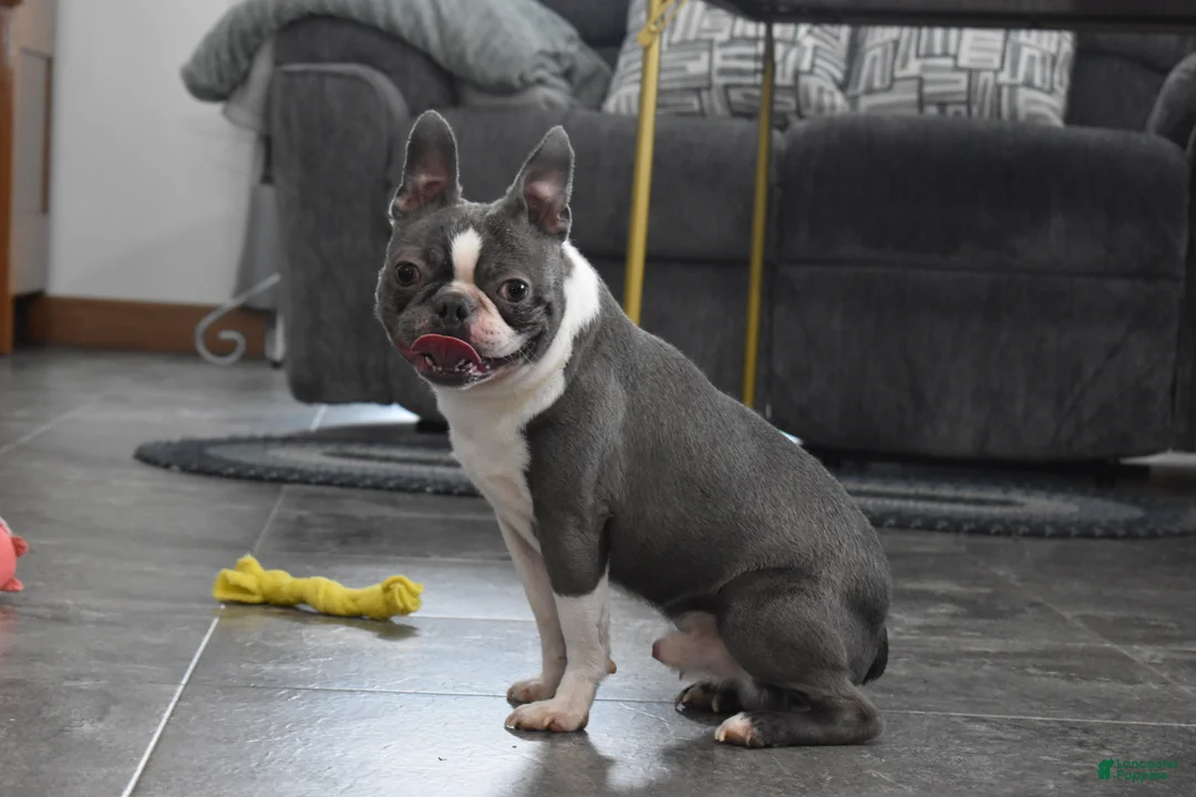 Boston Terrier dogs for sale: Rudy - Ad 6