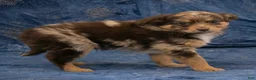 Chihuahua dogs for sale: Hudson - Ad 9