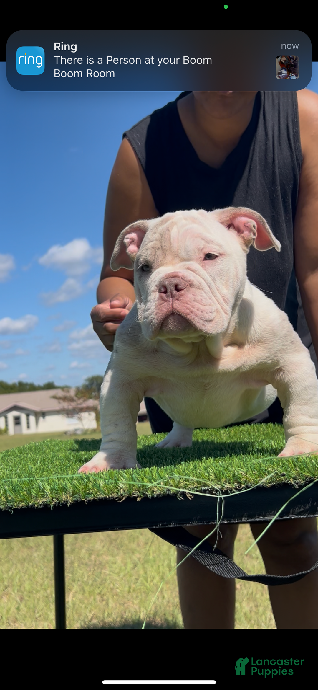 American Bully dogs for sale: American Bully Puppy 2 - Ad 2