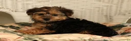 Yorkiepoo dogs for sale: Dolly - Ad 7