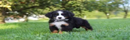 Miniature Bernese Mountain Dog dogs for sale: Kory - Ad 3