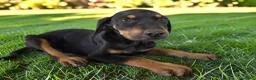 Catahoula Leopard Dog dogs for sale: Gypsie 2026 Female 3 - Ad 4