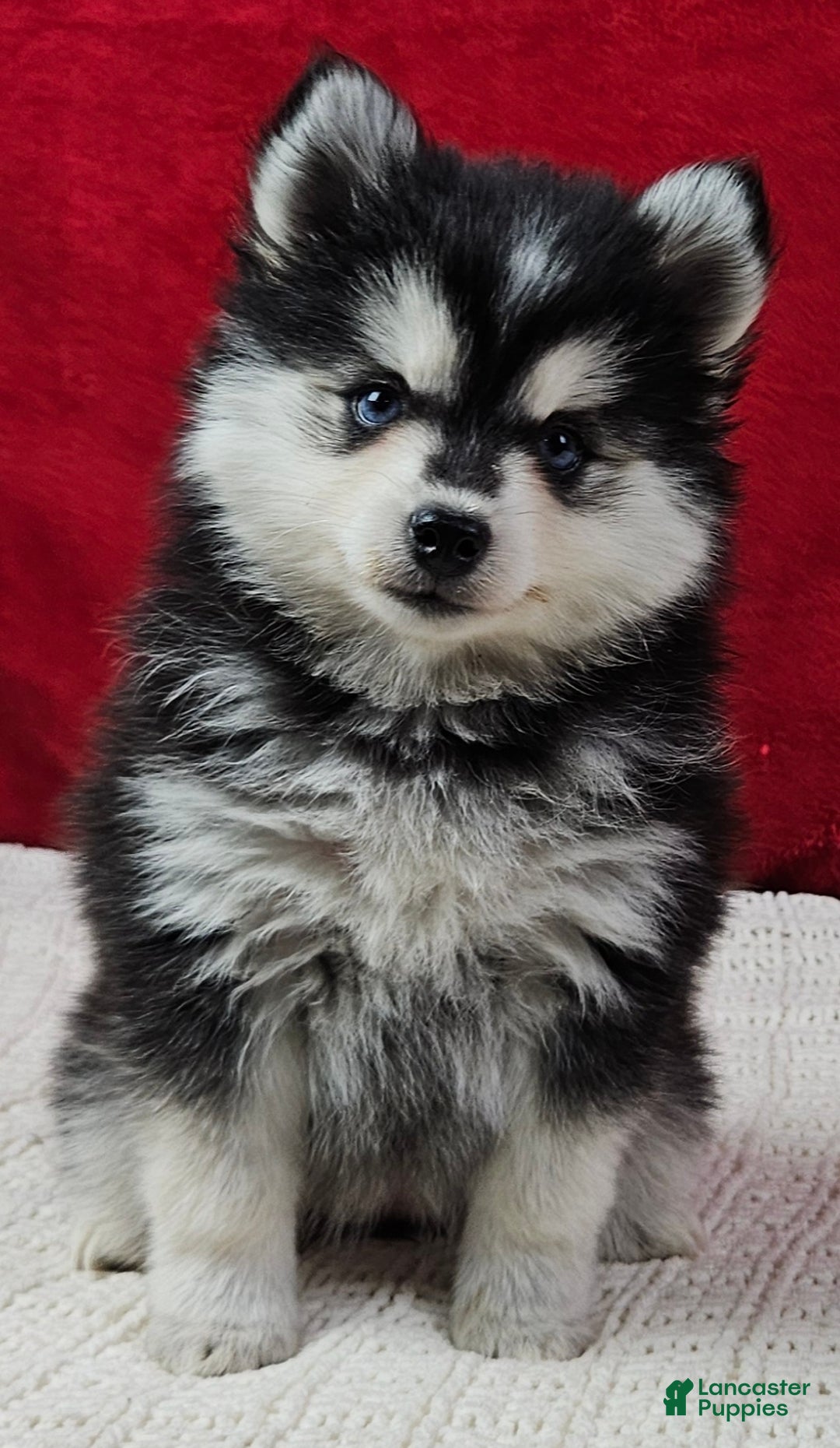 Pomsky dogs for sale: Kona - Ad 1