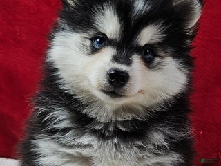 Pomsky dogs Kona - Ad 17