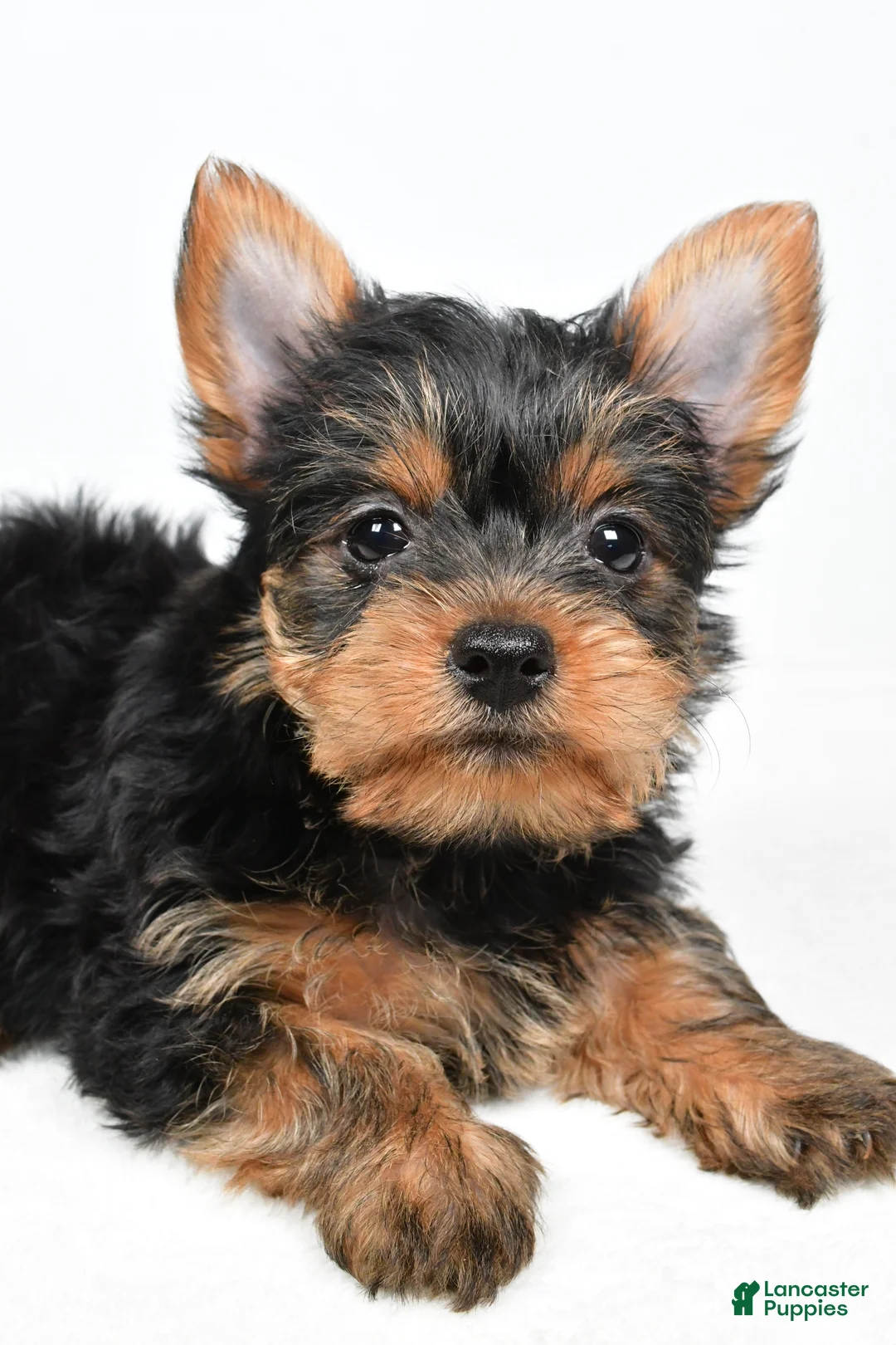 Yorkshire Terrier dogs for sale: Hailey - Ad 5