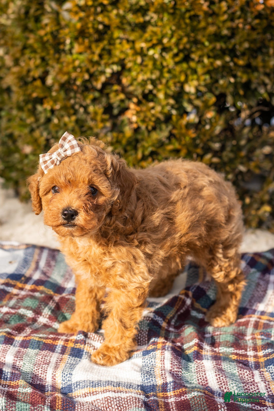 Miniature Labradoodle dogs for sale: Miniature Labradoodle Puppy 1 - Ad 2