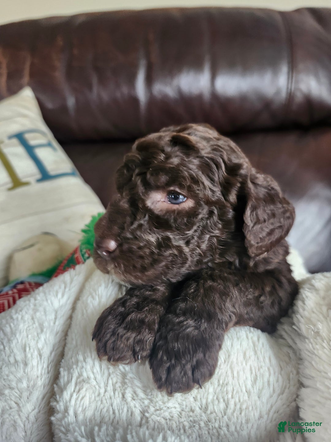Labradoodle dogs for sale: Noel - Ad 7