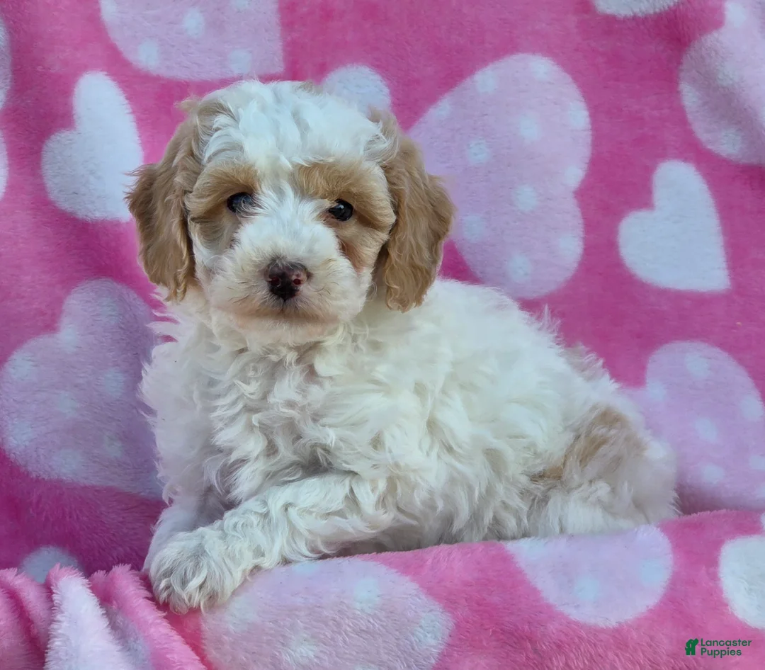Mini Goldendoodle dogs for sale: Snowball - Ad 3