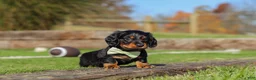 Miniature Dachshund dogs for sale: Leo - Ad 2